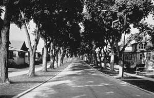 urban forest before Dutch elm disease