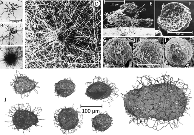 Comparison of present day fungal sclerotia with Tappania sp. fossils