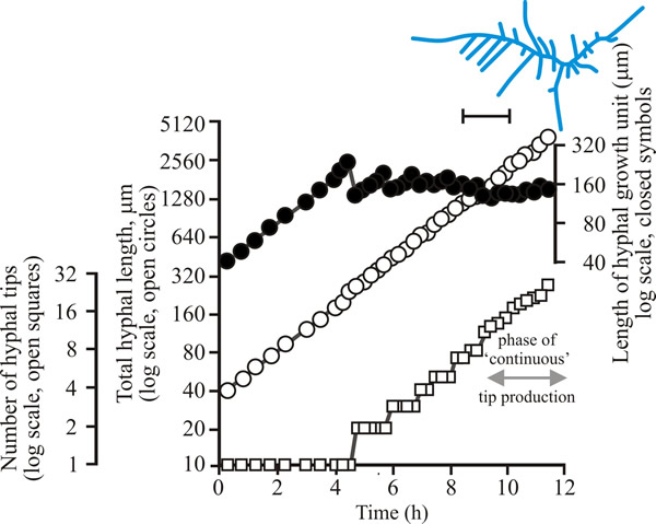 Geotrichum growth kinetics