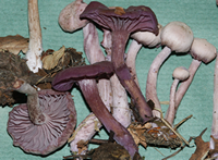 Laccaria amethystina