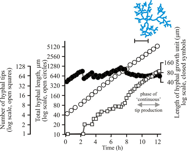 Neurospora growth kinetics