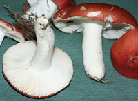 Russula mairei