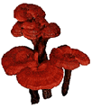 Ganoderma lucidum