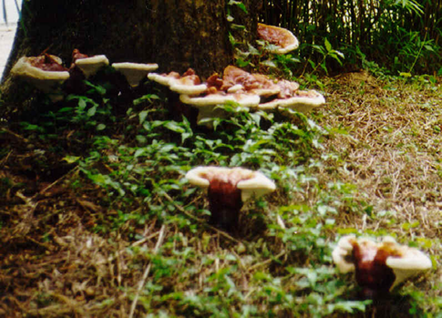 Ganoderma in nature