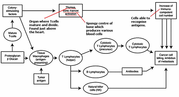 Likely effects of proteoglycans on the immune system