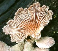 Schizophyllum commune