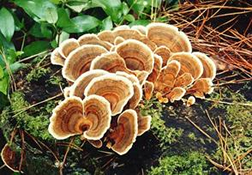 Trametes versicolor