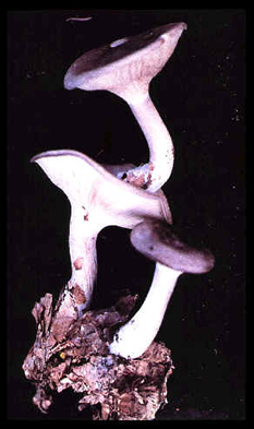 Twin fruit bodies of Clitocybe nebularis