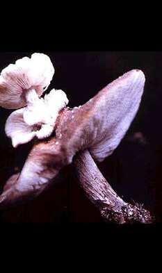 Triple fruit bodies of Melanoleuca melaleuca