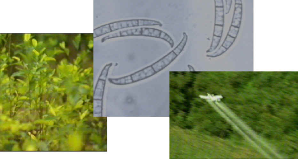 Fusarium oxysporum against cocaine plantations