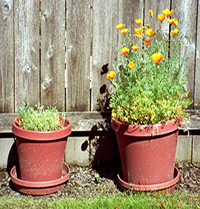 Beneficial effect of mycorrhizas on growth of poppies