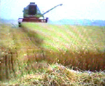 harvesting cereals