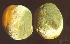 mouldy oranges