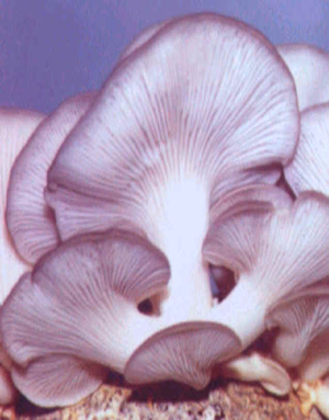 Oyster mushroom