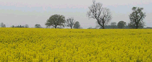 field of rape (canola)