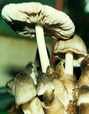 Volvariella volvacea