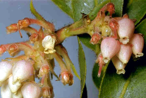 Arctostaphylos virgata