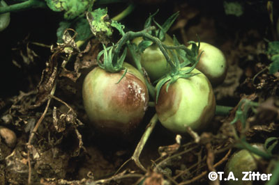 Phytophthora blight of tomato