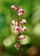 Pyrola asarifolia