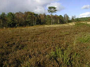 Heathland in Devon