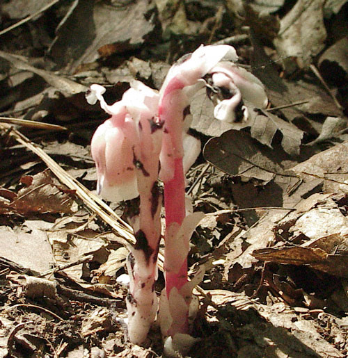 Monotropa uniflora